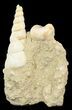 Beautiful Fossil Turritella Cluster - France #47976-1